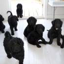In August, the puppies were old enough to move to new homes (Photo: The Crown Prince and Crown Princess / the Royal Court)